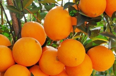 赣南脐橙丨口感与营养的双重魅力(图2) 赣南脐橙丨口感与营养的双重魅力(图2)