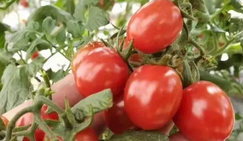 爆浆口感丨让你爱上千禧小番茄(图2) 爆浆口感丨让你爱上千禧小番茄(图2)