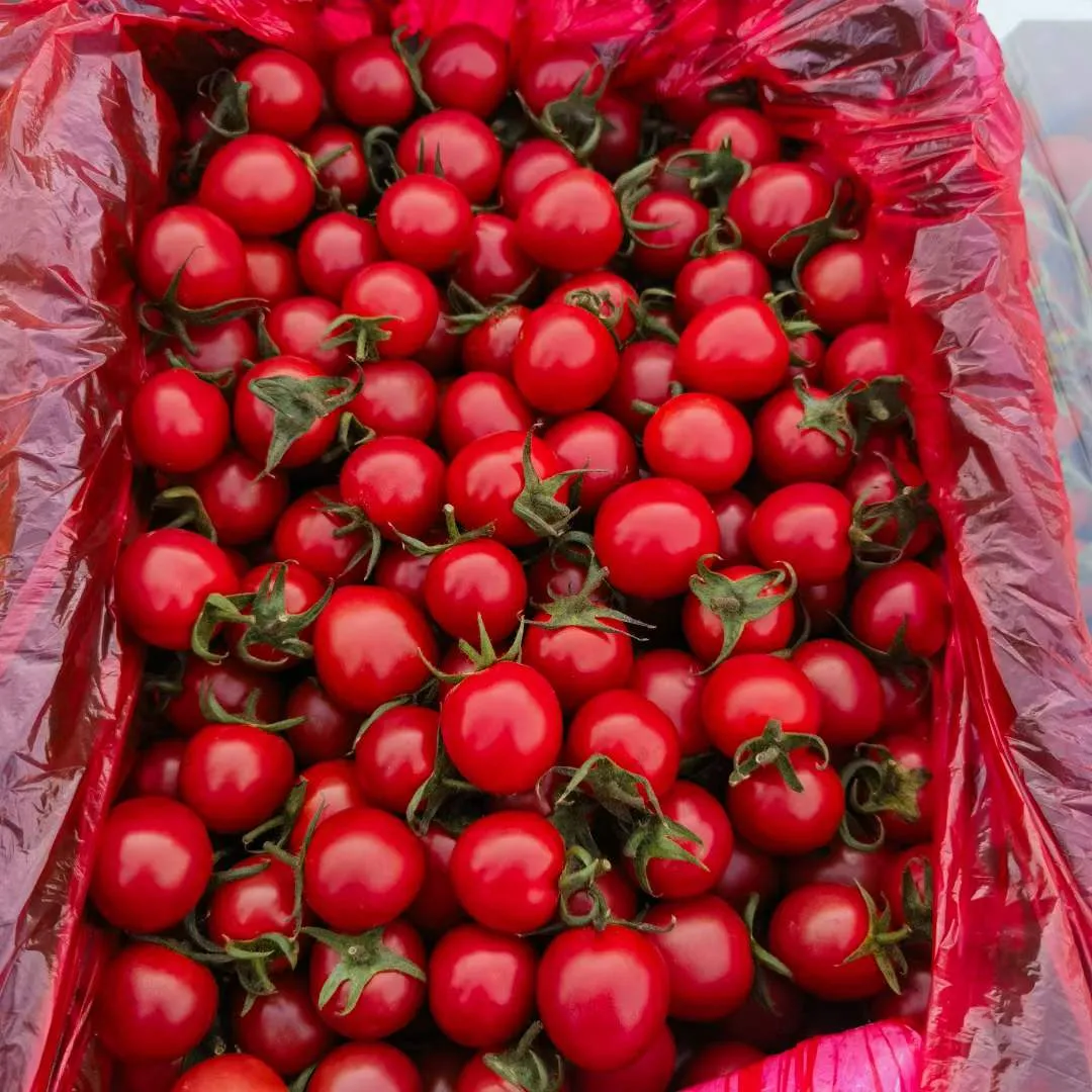 爆浆口感丨让你爱上千禧小番茄(图3) 爆浆口感丨让你爱上千禧小番茄(图3)