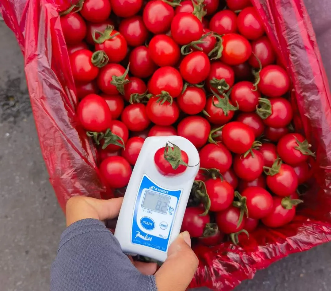 爆浆口感丨让你爱上千禧小番茄(图4) 爆浆口感丨让你爱上千禧小番茄(图4)