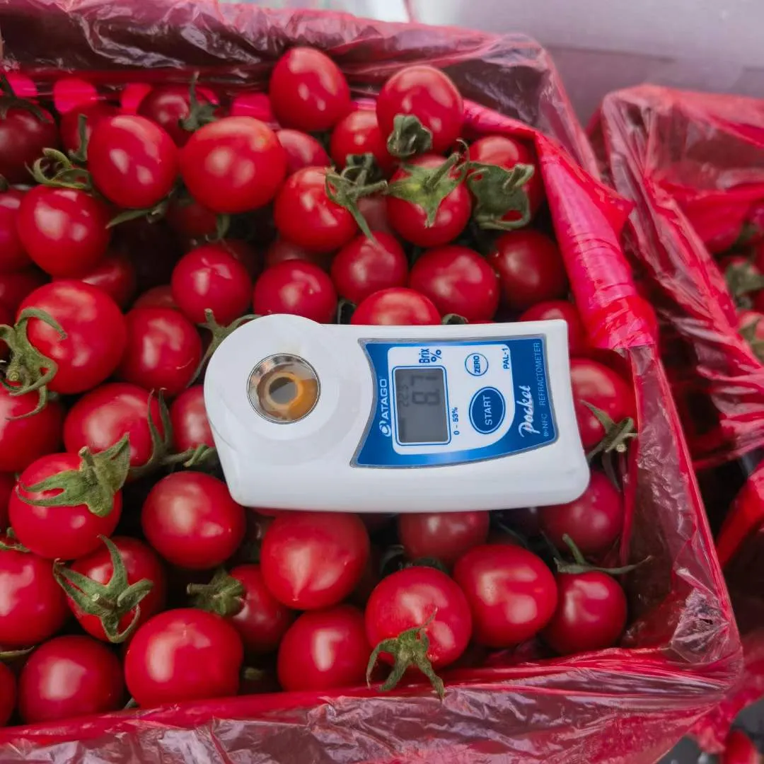 爆浆口感丨让你爱上千禧小番茄(图6) 爆浆口感丨让你爱上千禧小番茄(图6)