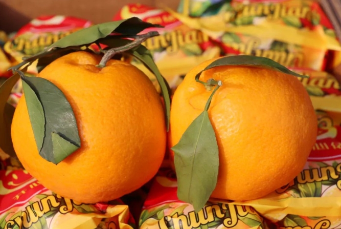 中泰果业褚辉：从零起步到成功之路(图4)