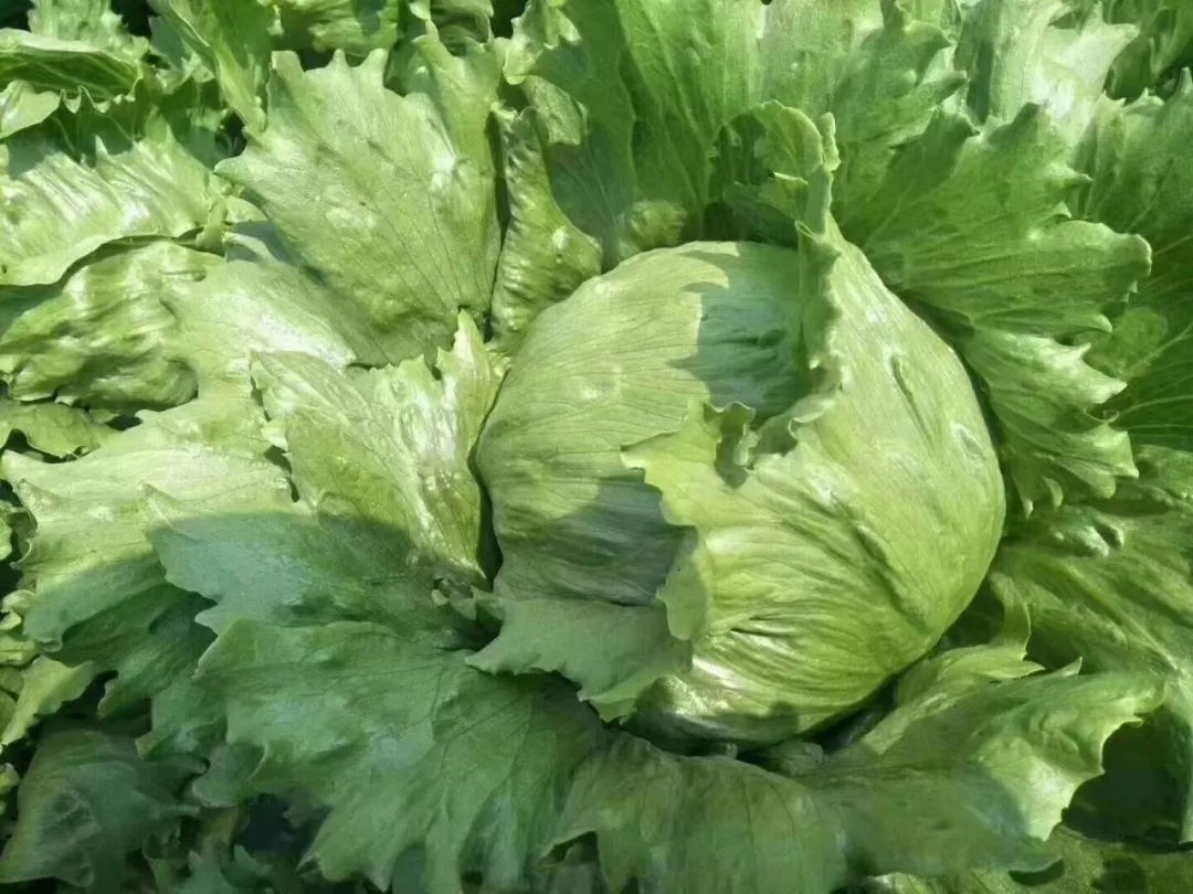 拓友经贸云南精品蔬菜：品味云南，体验健康(图4)