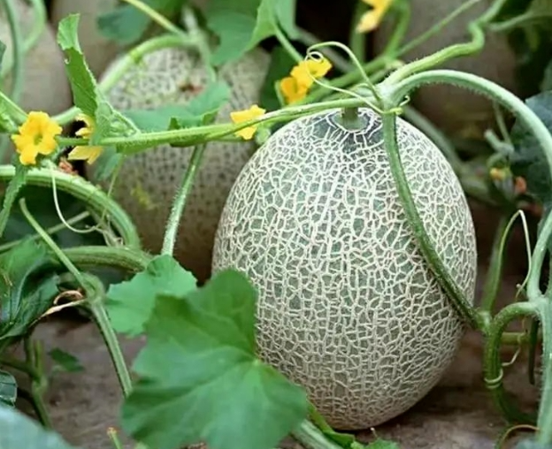 海南西州蜜：春日里的甜蜜使者(图2)