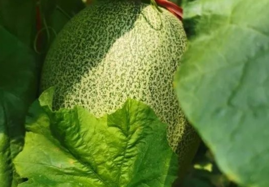 海南西州蜜：春日里的甜蜜使者(图5)