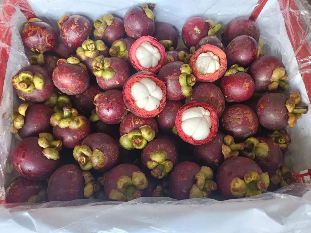 山竹丨热带风味的甜蜜使者(图2)