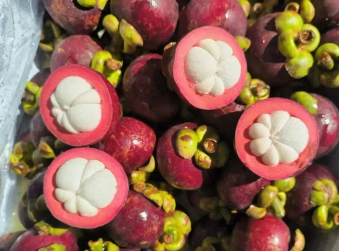 山竹丨热带风味的甜蜜使者(图3) 山竹丨热带风味的甜蜜使者(图3)