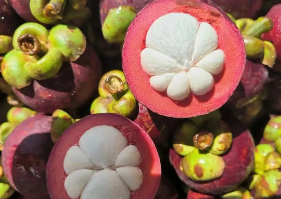 山竹丨热带风味的甜蜜使者(图4) 山竹丨热带风味的甜蜜使者(图4)