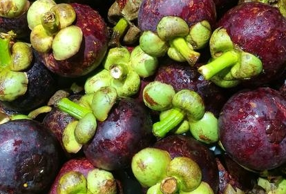 山竹丨热带风味的甜蜜使者(图6)