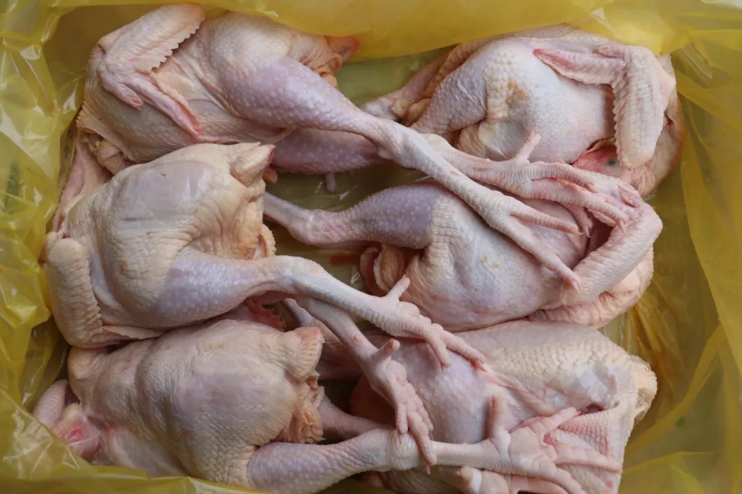 味蕾新宠丨推荐几款鲜美营养的鲜鸡肉品种(图2) 味蕾新宠丨推荐几款鲜美营养的鲜鸡肉品种(图2)