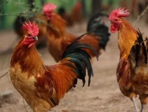 味蕾新宠丨推荐几款鲜美营养的鲜鸡肉品种(图3)