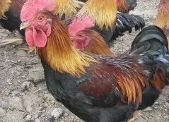 味蕾新宠丨推荐几款鲜美营养的鲜鸡肉品种(图5)