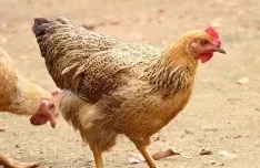 味蕾新宠丨推荐几款鲜美营养的鲜鸡肉品种(图6)