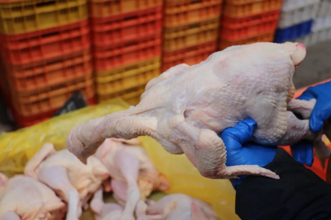 味蕾新宠丨推荐几款鲜美营养的鲜鸡肉品种(图7) 味蕾新宠丨推荐几款鲜美营养的鲜鸡肉品种(图7)