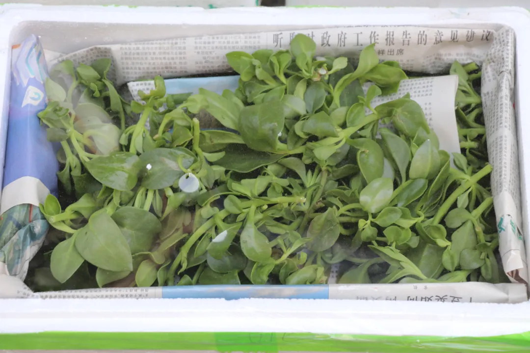 欣鲜农业丨满足市场多样化需求(图3)