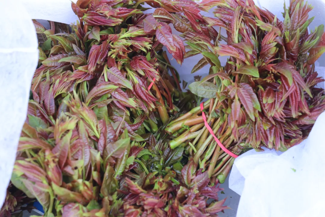 欣鲜农业丨满足市场多样化需求(图8)