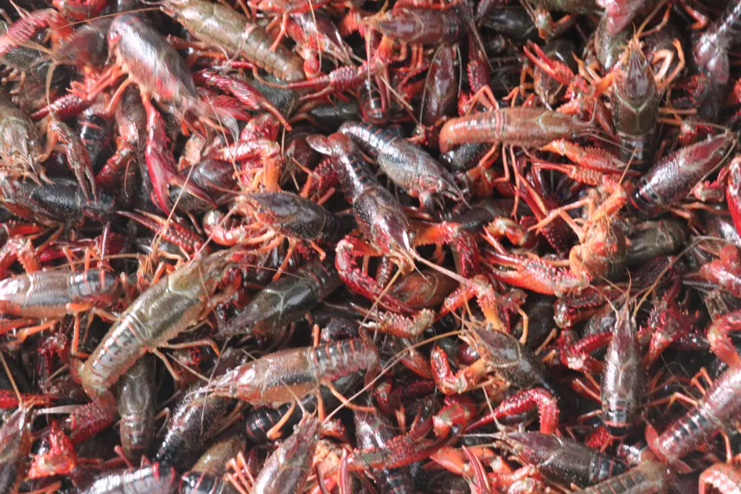 新阿美水产丨优质海鲜冻品 满足您的味蕾盛宴(图3)